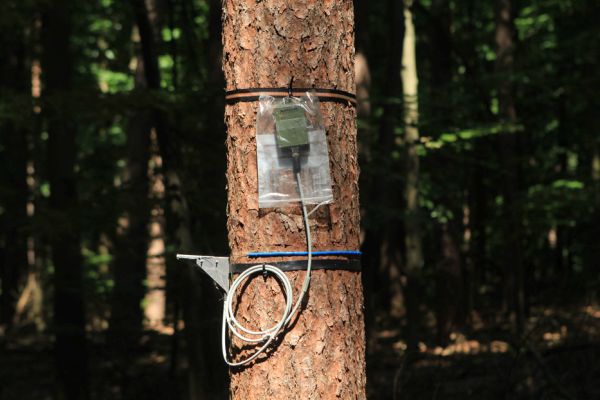 Exploratorium Schorfheide-Chorin, dass hier ein Experimentierplot der Biodiversitäts-Exploratorien liegt, ist nur an dem Zaun um die Messtechnik erkennbar. Foto: Ilka Mai